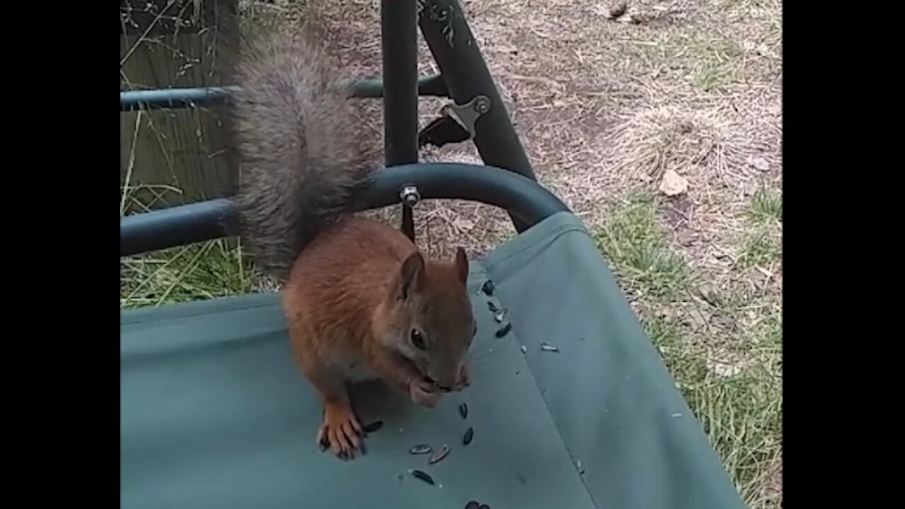 Squirrel eats seeds