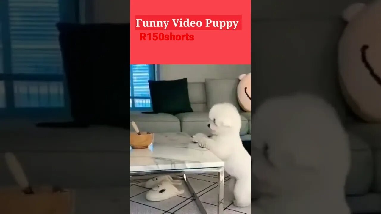 small puppy workouts Shorts pappy Funny Video |#r150shorts |#youtubeshorts |#ytshorts |#animals