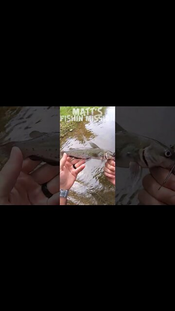 Creek fishing bass and catfish (short version)
