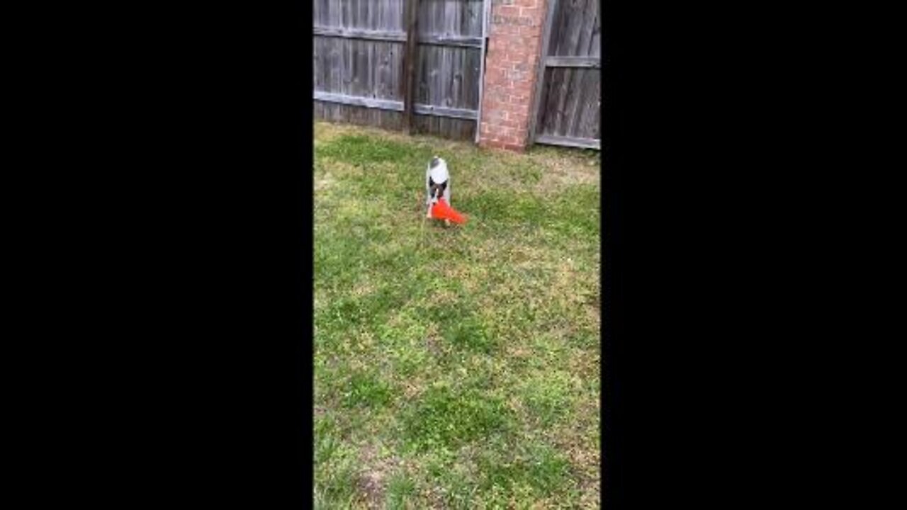 Princess prances with orange cone