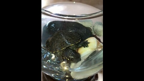 When my turtle picks up the shell to eat his own food🐢