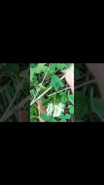 What is edible here? Plantain