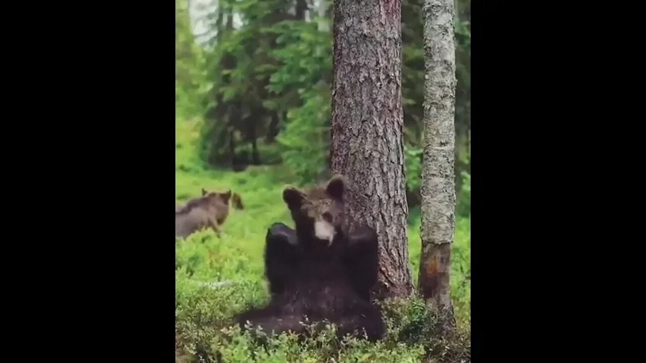 Bear leaves his scent