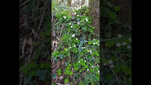 Primrose, wood-sorrel and viola