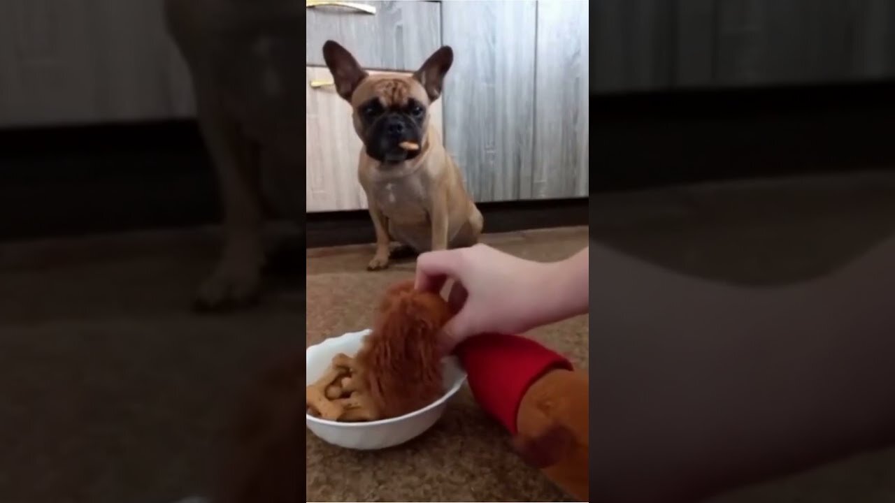 Funny Dog Videos