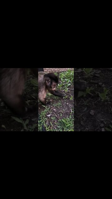 Just picking weeds right now #Shorts