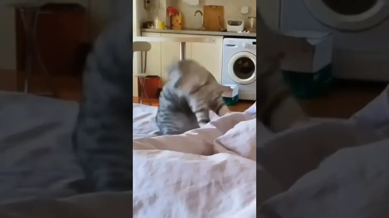Funny cat collection 3😂 https://2u.pw/OH8P1