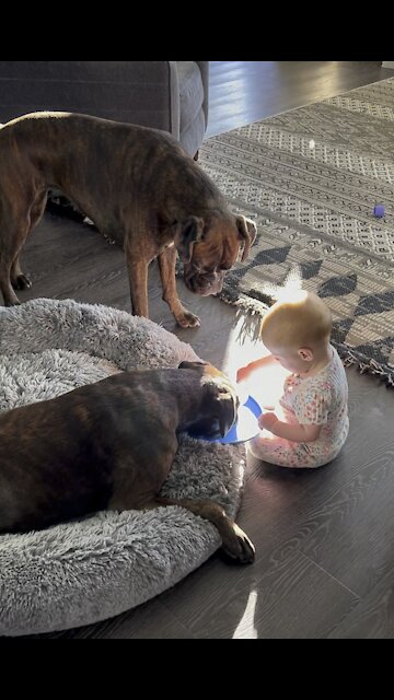 Boxers and Baby Playtime
