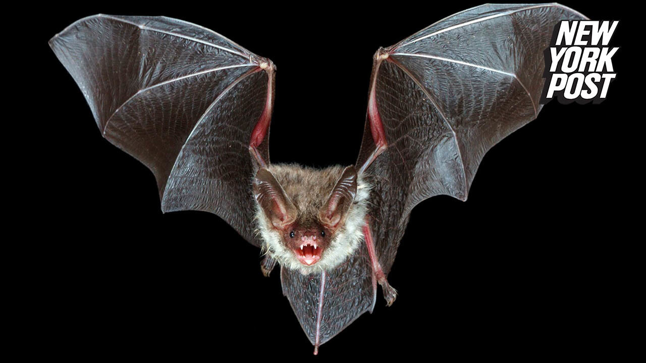 Illinois man who awoke to find a bat on his neck dies of rabies: health officials