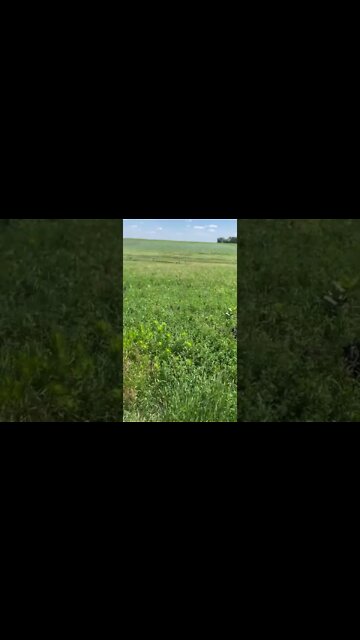 #lycanshepherd hunting in the tall grass with 🐺 🌿#shepherdmix #homestead #farm #shorts