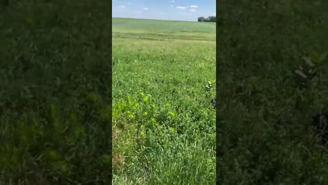 #lycanshepherd hunting in the tall grass with 🐺 🌿#shepherdmix #homestead #farm #shorts