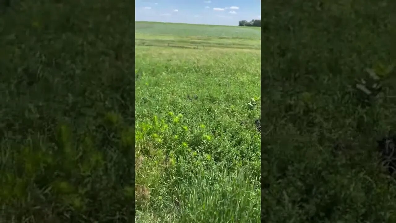 #lycanshepherd hunting in the tall grass with 🐺 🌿#shepherdmix #homestead #farm #shorts