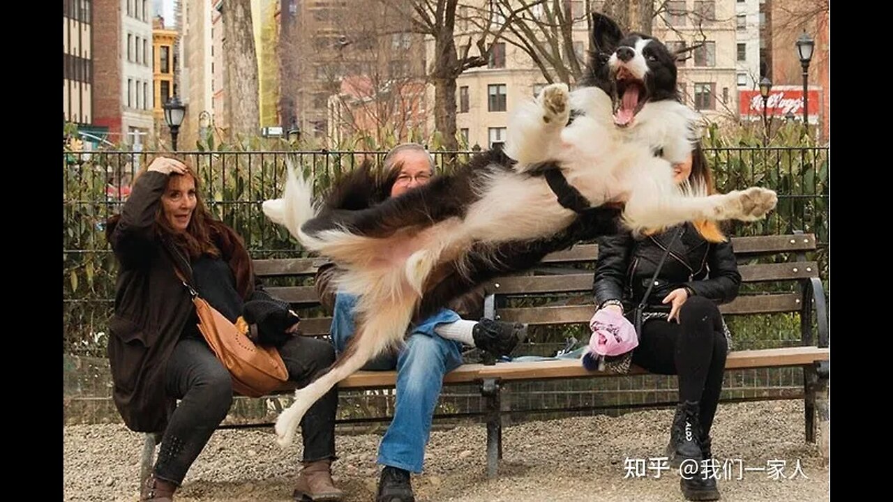 Kung Fu God Dog