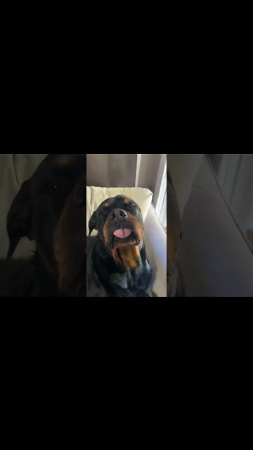 Trigger Word: Grandpa 🤣 Rottweilers Eye's Pop Out Of His Head! #shorts #rottweiler #dogs