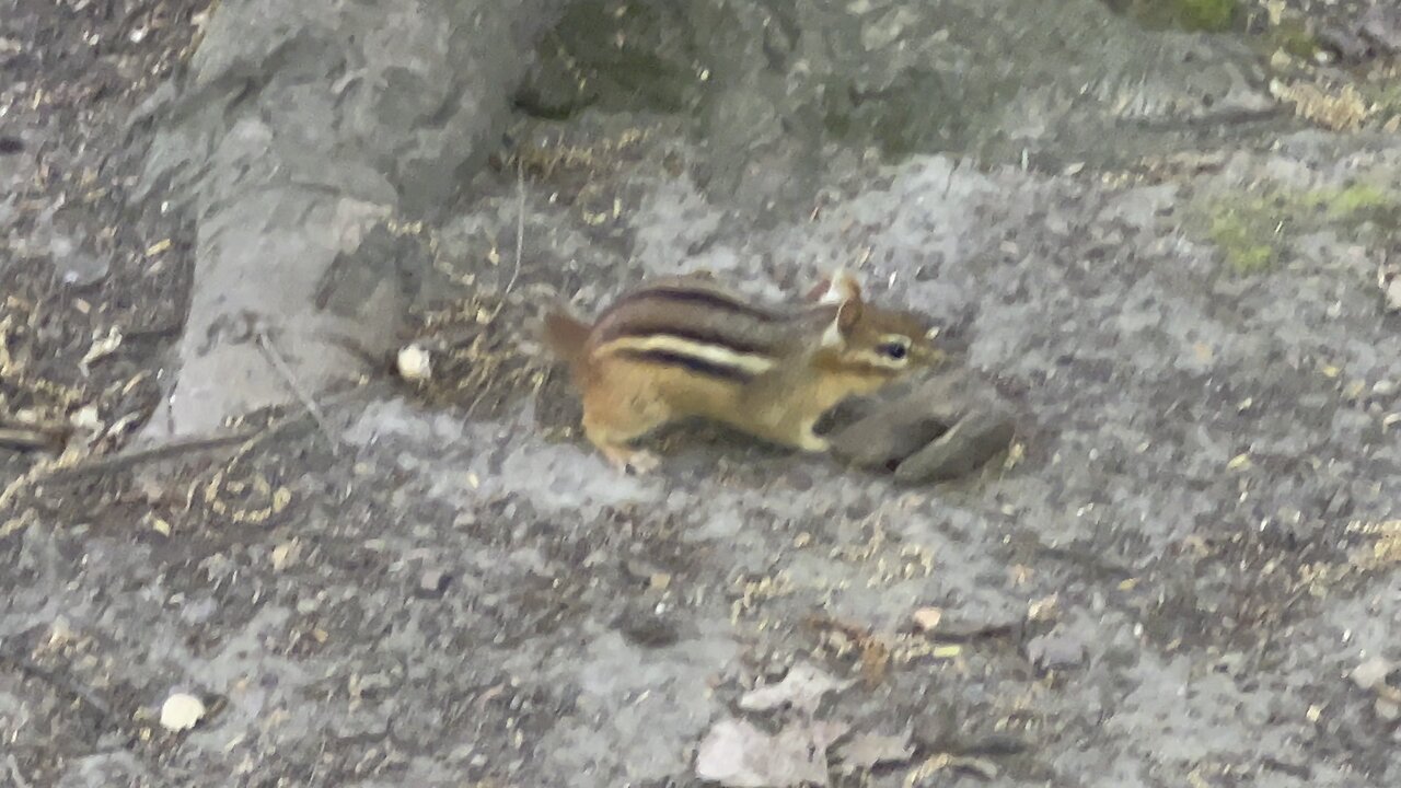 Chipmunk. No peanuts? Adios amigo 😊