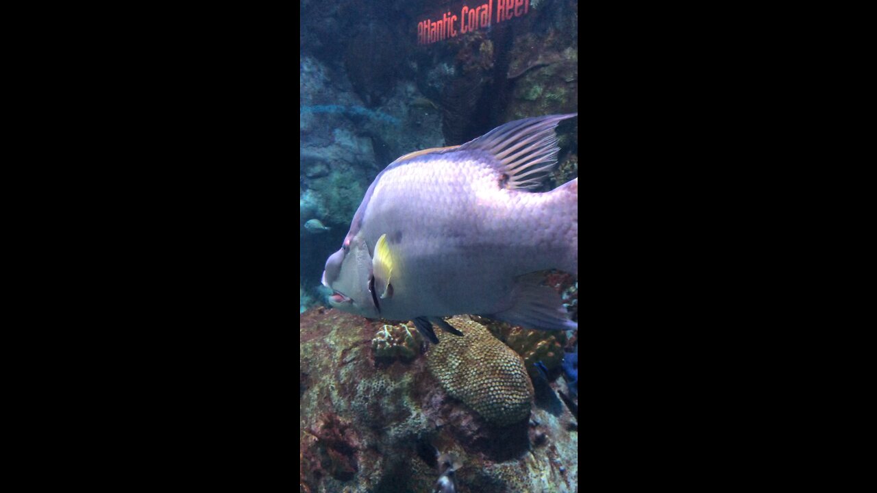 Albuquerque, NM x Aquarium