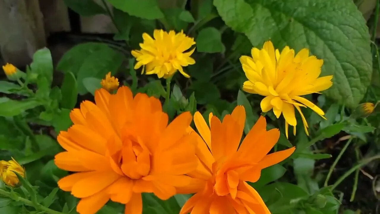 Calendula