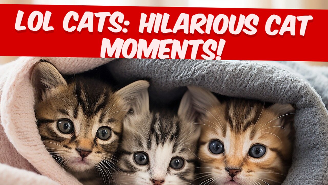 Laughing Out Loud: Hilarious Cat Moments That Will Brighten Your Day!
