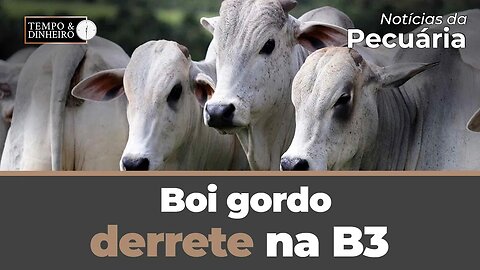 Boi gordo derrete na B3 e só observa no mercado físico a pressão dos frigoríficos