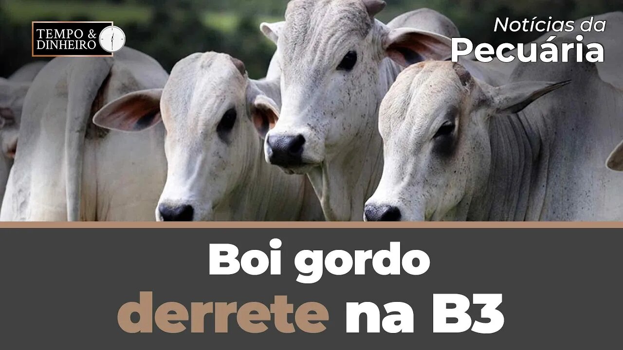 Boi gordo derrete na B3 e só observa no mercado físico a pressão dos frigoríficos