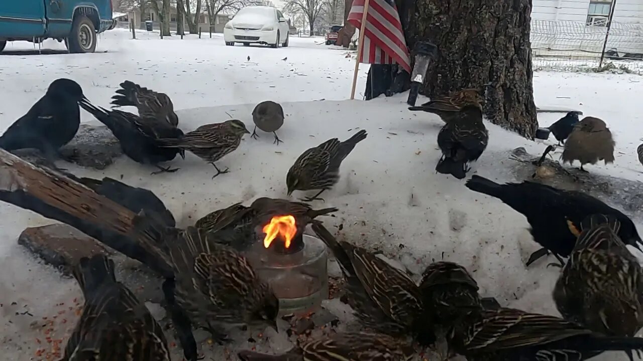 Mississippi SongBirds In Winter Storm