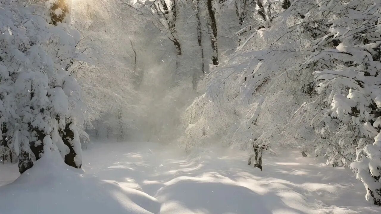 Christmas Music❄️ Enchanting Snowy Forest Scenes with Cozy ❄️