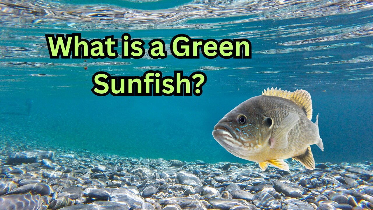 What is a Green Fish?