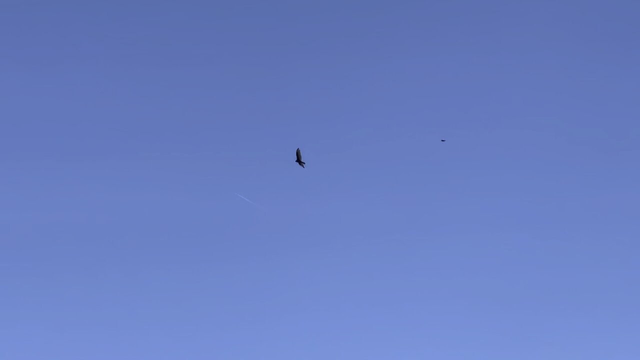 Black bird chasing a crow?