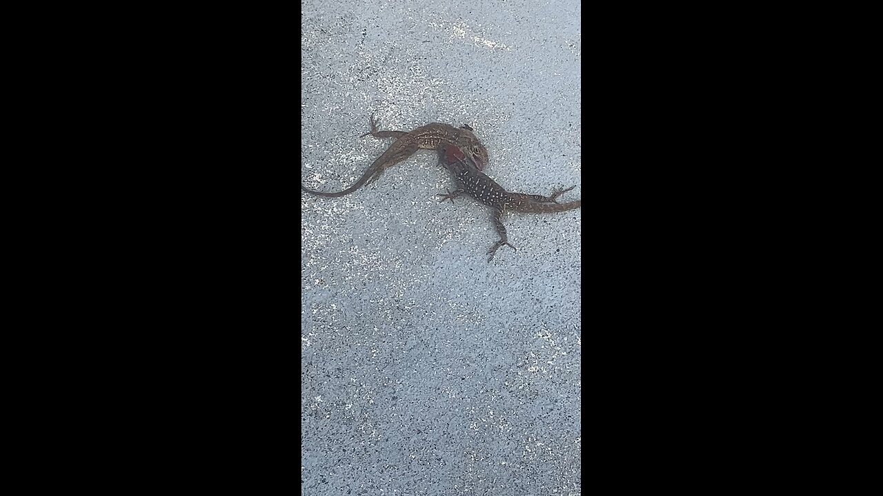 Lizard wrestling