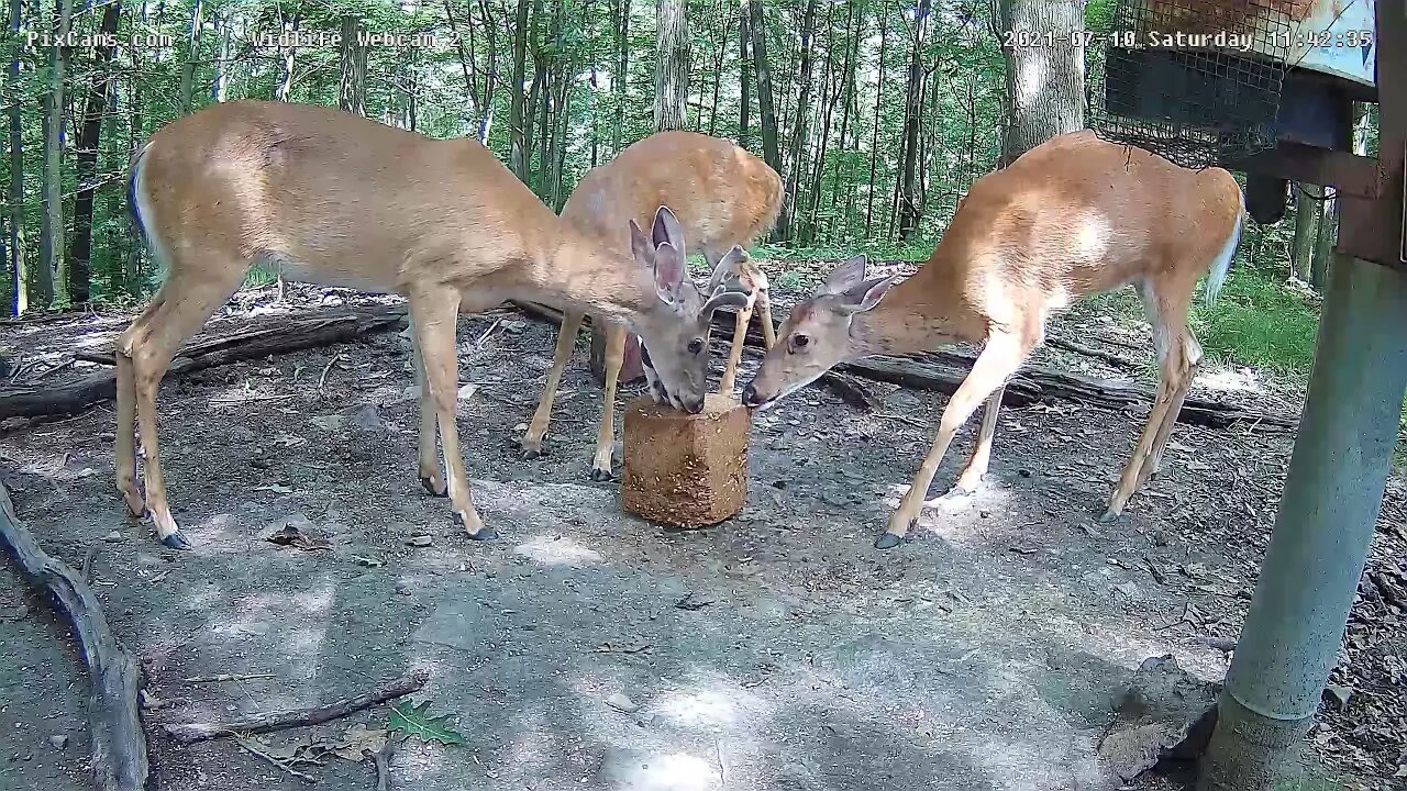 Young buck injured antler, forms a blood sac Wildlife Cam 2 7/10/2021