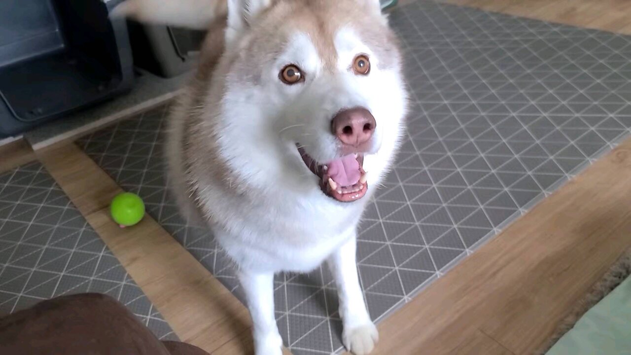 Husky brothers who like to play ball, puchi&tan...