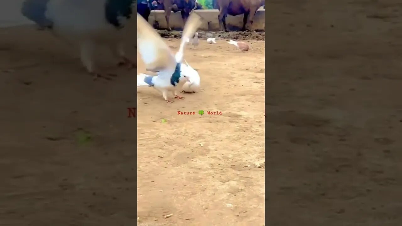 कबूतर करतब दिखा रहा है😲Dove Juggling👈