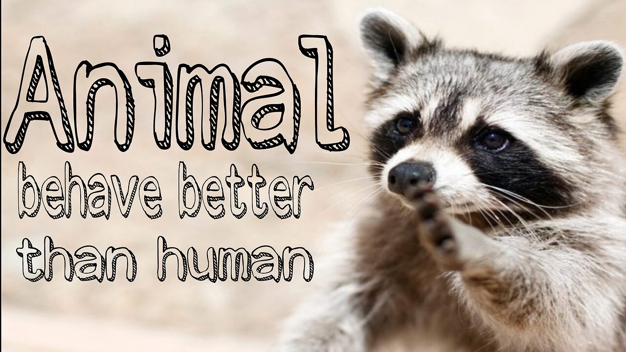 animal behave better than human-compilation