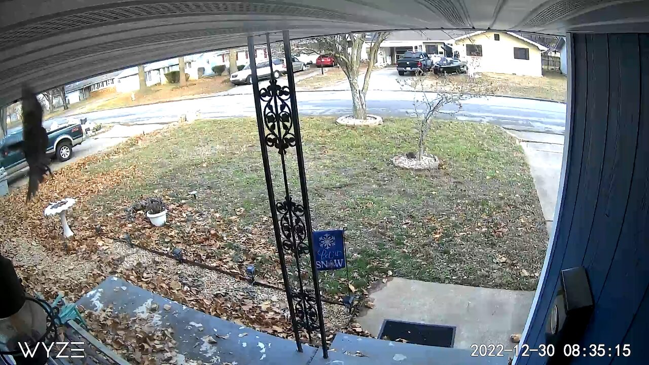 Bird caught on door camera