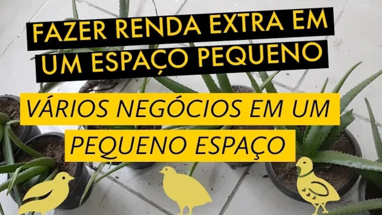 A BABOSA SERÁ MAIS UMA RENDA EXTRA