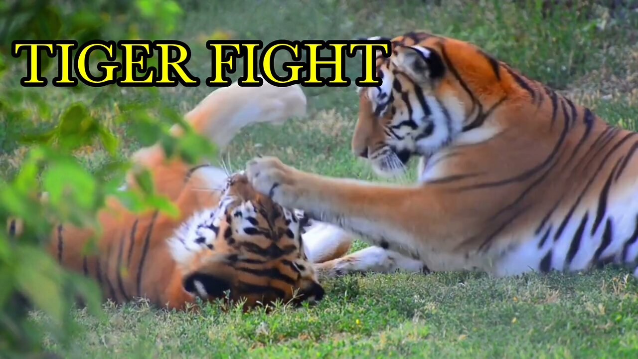 Tiger fight