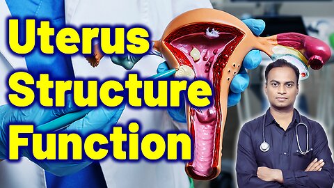 Stucture and Funtion of Uterus Related To Uterine Fibroids | Treatment Cure Gynaecology Women Female