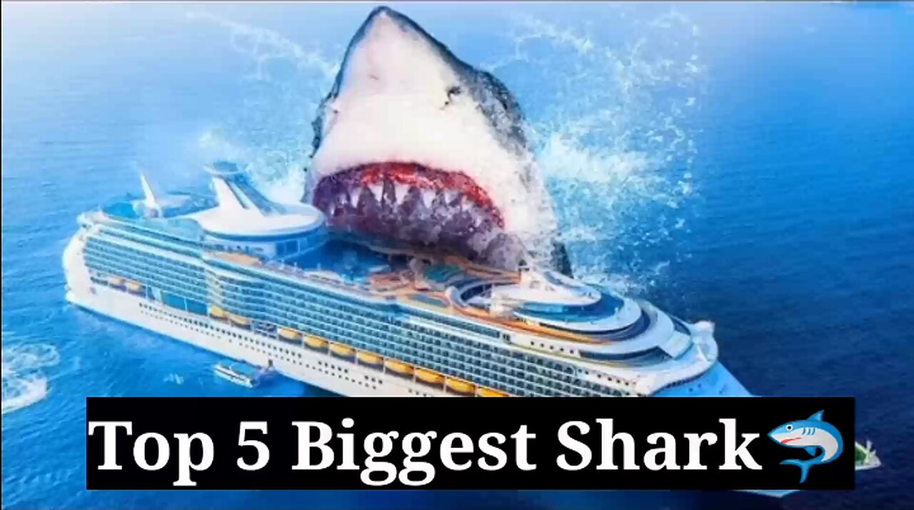 Top 5 Biggest Shark🦈😳