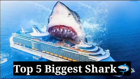 Top 5 Biggest Shark🦈😳