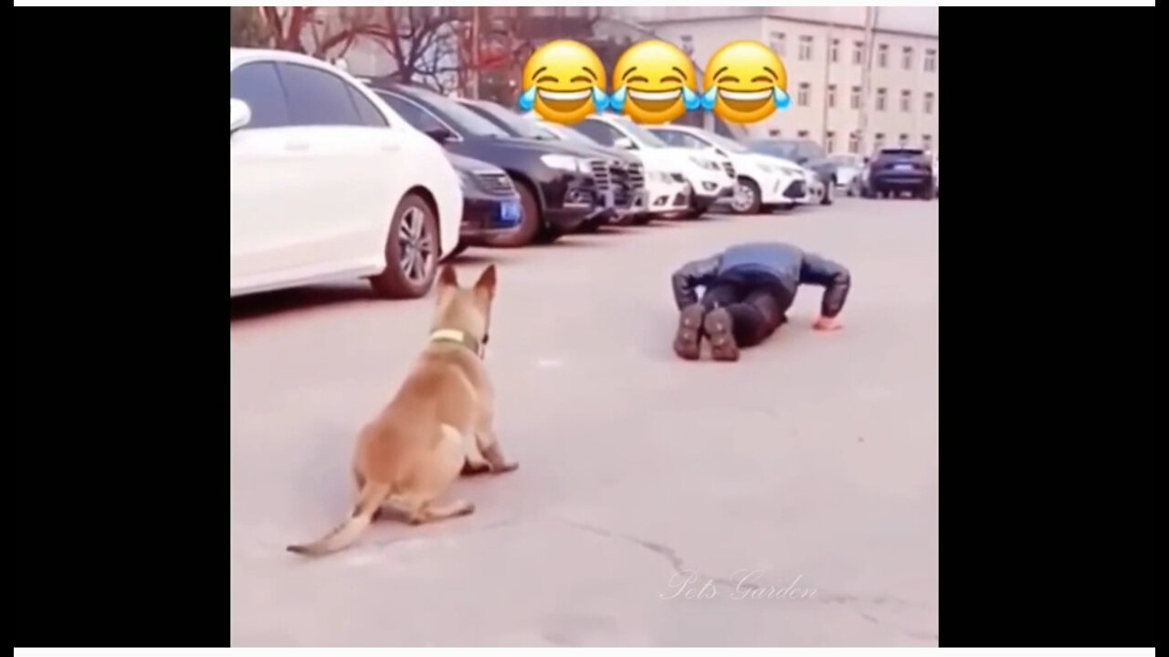 Funny cat and dog dancing