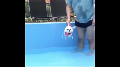 Cutest Puppy Overly Excited to Jump In the Pool! - Swimming for dear life