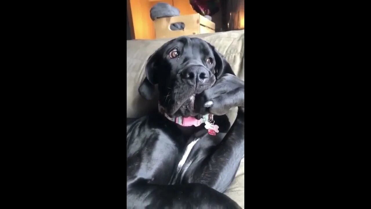 Dog pondering the meaning of life
