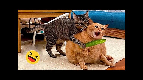 funniest cats and dogs video