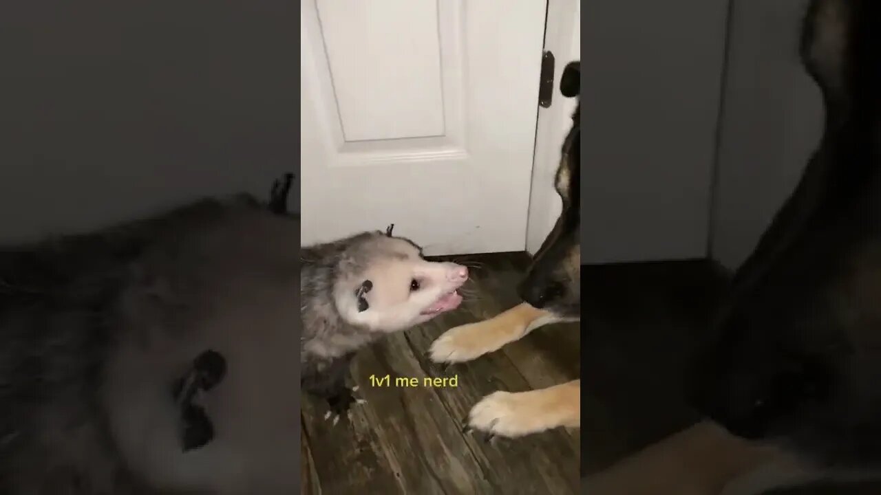 Opossum Dog playing