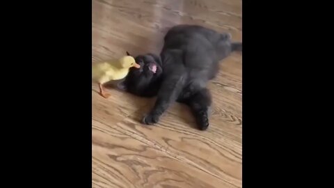 Best frens...🐈🐤😍 #shorts #cat