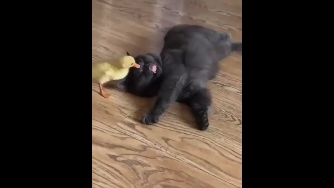 Best frens...🐈🐤😍 #shorts #cat