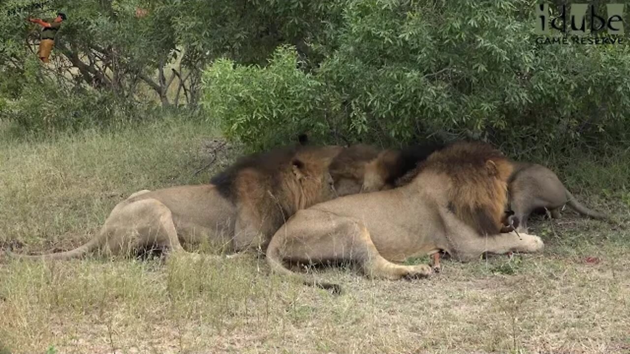 Four Lions Caught A Male Impala | African Safari Sighting