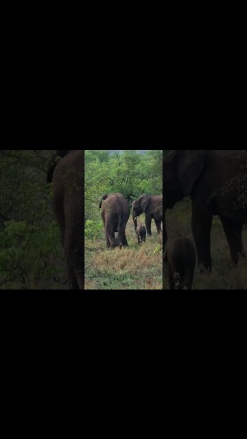 Kruger National Park Sightings Today 23/11/21 (Lions, Elephant, etc) | #shorts