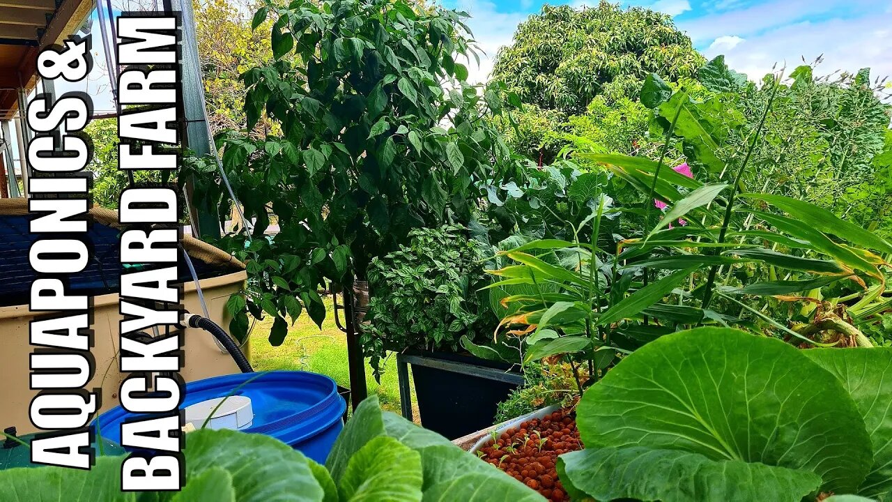 Aquaponics & Backyard Farm | December Catch Up