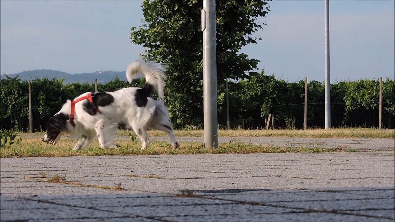 Dog Sniff Garden streed eat small creater